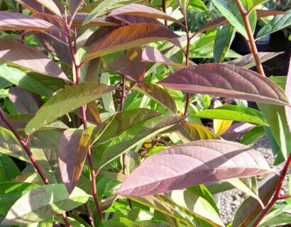 Itea virginica ‘Henry’s Garnet’ - Bloemwilg