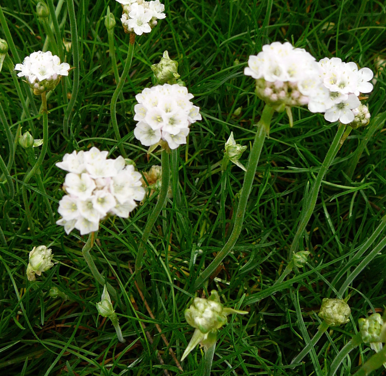 Armeria maritima ‘Alba’ 2 liter