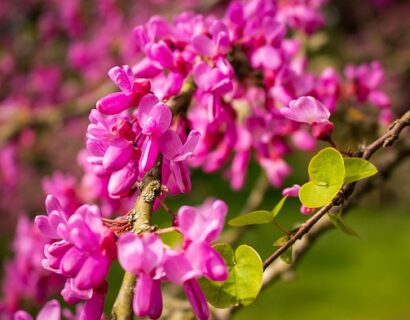Cercis canadensis ‘The Rising Sun’ - Amerikaanse judasboom