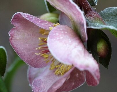 Helleborus orientalis ‘Viv Allessia’ - Kerstroos