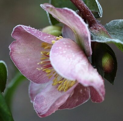 Helleborus orientalis ‘Viv Allessia’ - Kerstroos