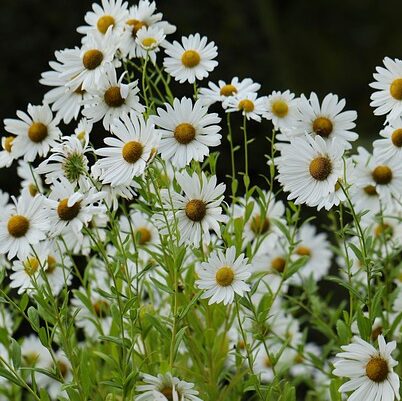 Leucanthemum ‘Snowcap’ - Margriet