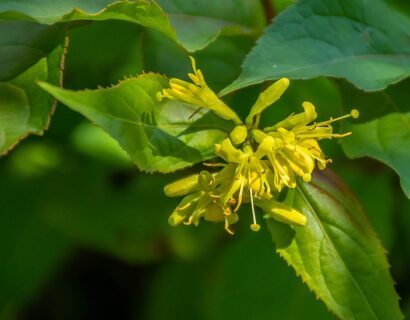 Diervilla lonicera ‘Dillon’ - Kamperfoelie