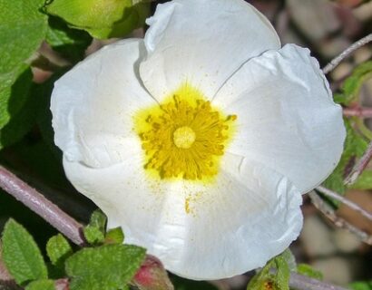 Cistus obtusifolius ‘Thrive’ - Rotsroos