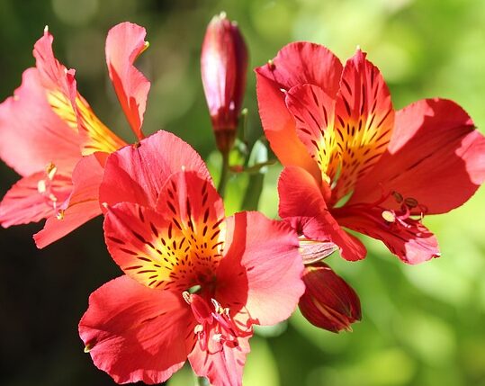 Alstroemeria ‘Valley Girl Orange’ - Incalelie