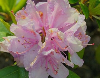 Rhododendron Yakushimamum ‘Pink Cherub’ - Rododendron