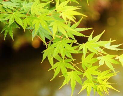 Acer palmatum ‘Going Green’ - Japanse Esdoorn