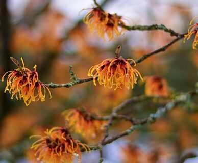 Hamamelis intermedia ‘Feuerzauber’ - Toverhazelaar