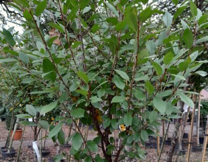 Prunus eminensis ‘Umbraculifera’ - Bolprunus