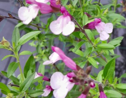 Salvia ‘Dysons Joy’ - Salie