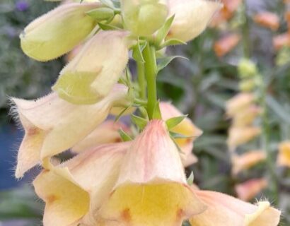 Digitalis ‘Goldcrest’ - Vingerhoedsgkruid