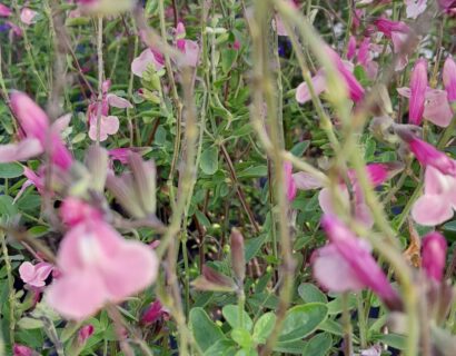 Salvia microphylla  ‘Delice Gold and Wine’ - Salie
