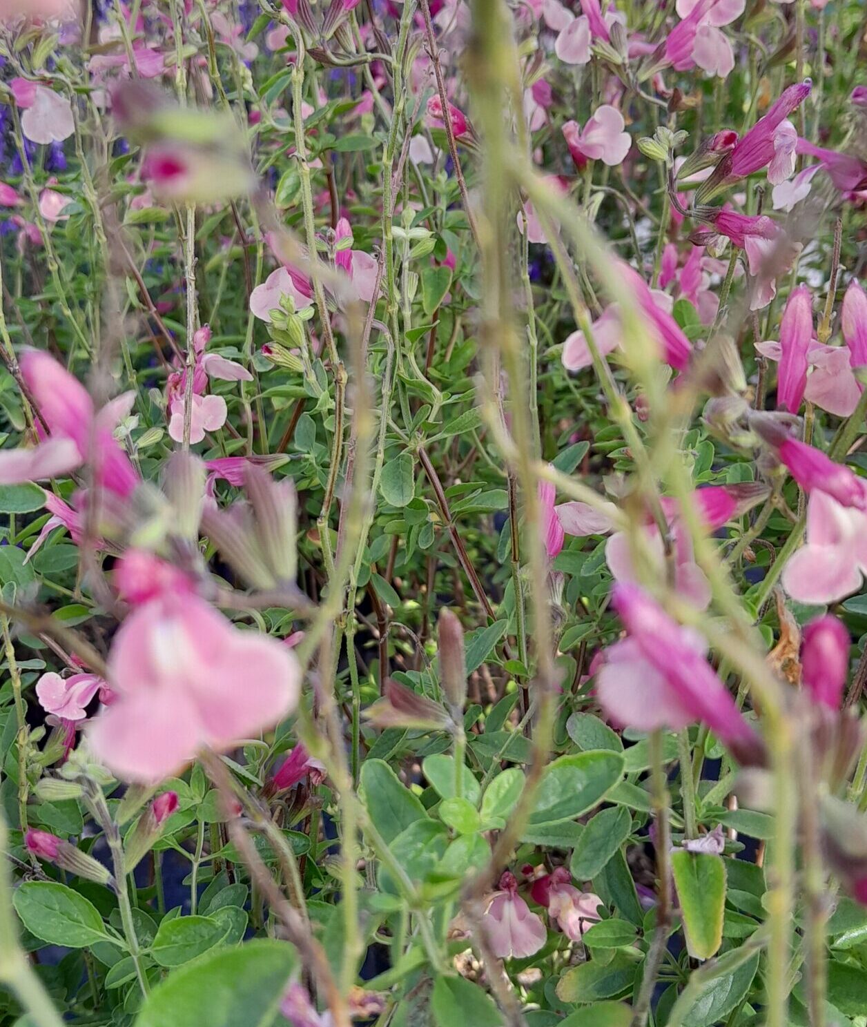 Salvia microphylla  ‘Delice Gold and Wine’ - Salie