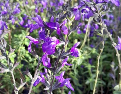 Salvia microphylla ‘Delice Aquamarine’ - Salie