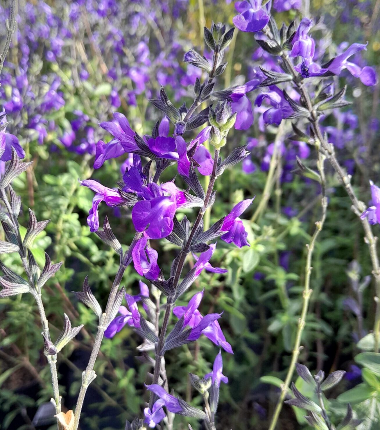 Salvia microphylla ‘Delice Aquamarine’ - Salie