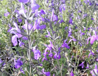 Salvia ‘Blue Note’ - Salie