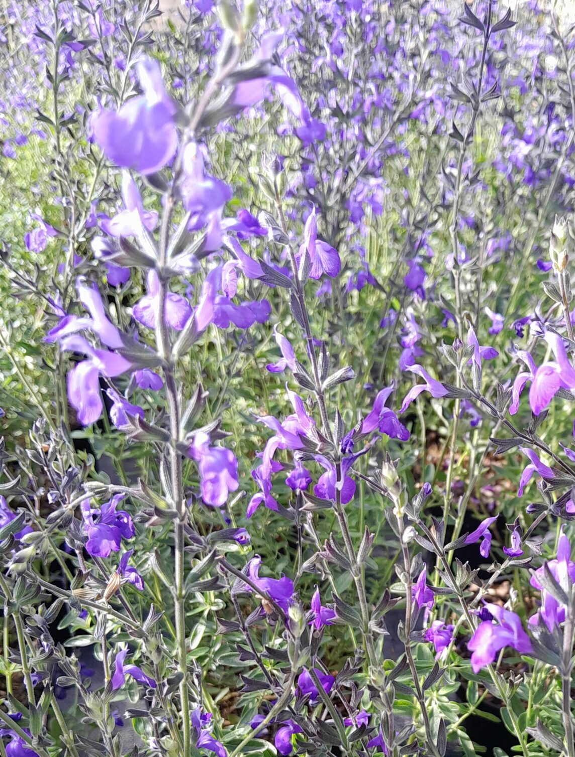 Salvia ‘Blue Note’ - Salie