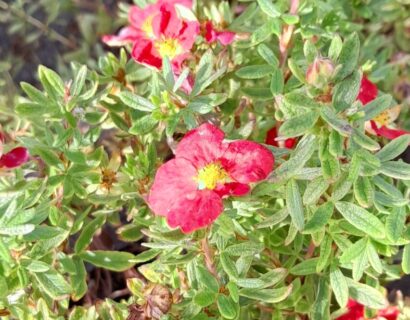 Potentilla fruticosa ‘Marian Red Robin’ - Struikganzerik