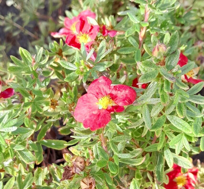 Potentilla fruticosa ‘Marian Red Robin’ - Struikganzerik