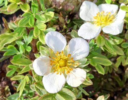 Potentilla fruticosa ‘Tilford Cream’ - Struikganzerik