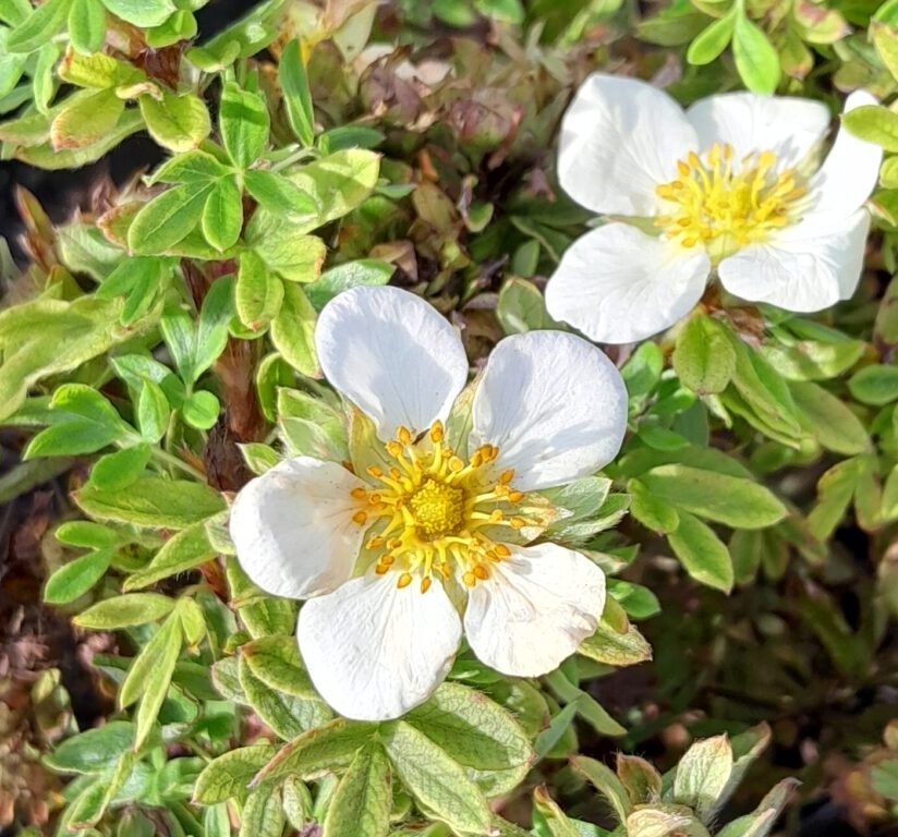 Potentilla fruticosa ‘Tilford Cream’ - Struikganzerik