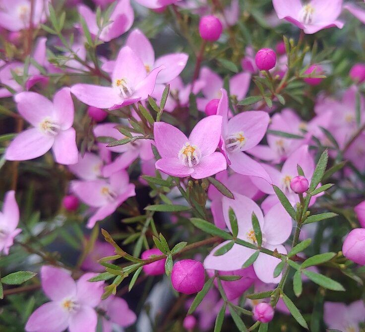 Boronia crenulata op stam - Anijsboronia