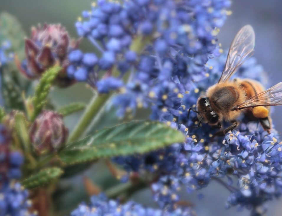 Ceanothus thyrsiflorus var. Repens op stam - Amerikaanse sering