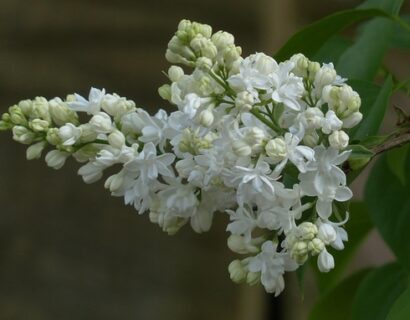 Syringa vulgaris ‘Miss Ellen Willmott’ - Sering