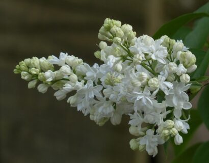 Syringa persica ‘Alba’ op stam - Perzische Sering