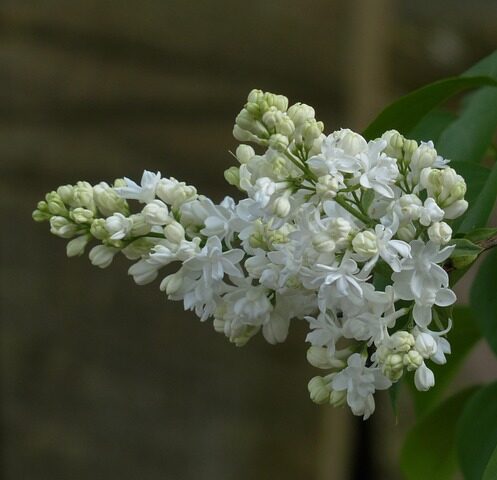 Syringa persica ‘Alba’ op stam - Perzische Sering
