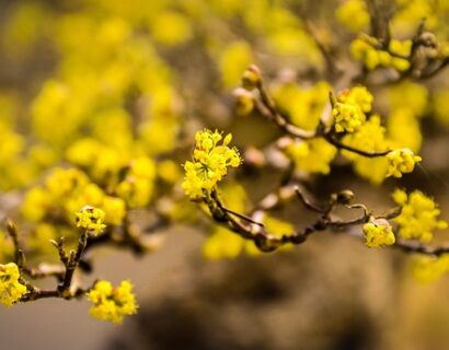 Cornus Mas meerstammig - Gele kornoestje