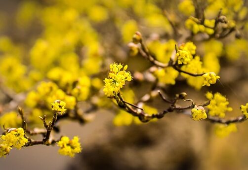 Cornus Mas meerstammig - Gele kornoestje