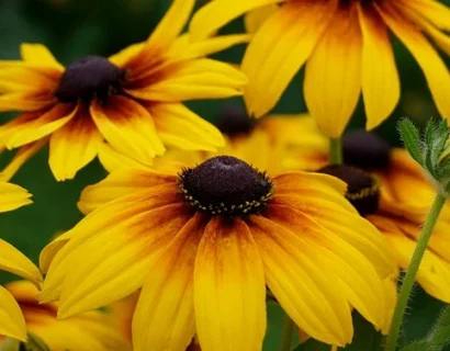 Echinacea purpurea ‘Funky Yellow’ - Rode Zonnehoed