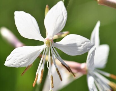 Gaura Lindheimeri - Prachtkaars