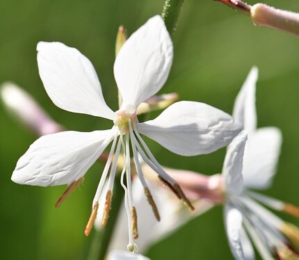 Gaura Lindheimeri - Prachtkaars