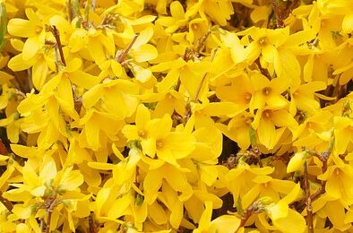 Forsythia Nimbus op stam - Chinees klokje