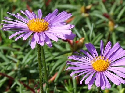 Erigeron ‘Lavender Lady’ - Fijnstraal