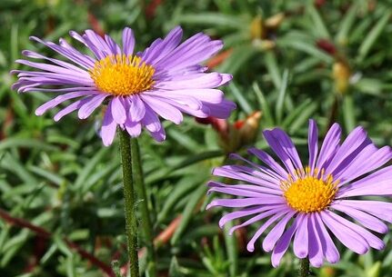 Erigeron ‘Lavender Lady’ - Fijnstraal