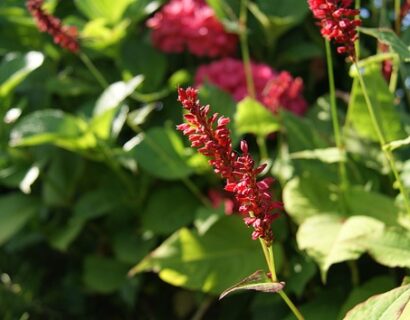 Persicaria amplexicaulis ‘JS Caliente’ - Duizendknoop