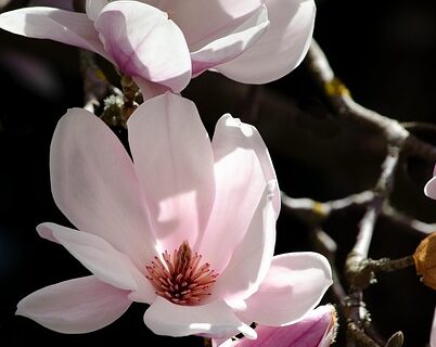 Magnolia loebneri ‘Merrill - Beverboom
