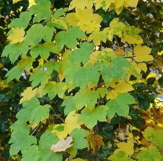 Acer Campestre meerstammig - Veldesdoorn