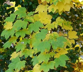Acer Campestre meerstammig - Veldesdoorn