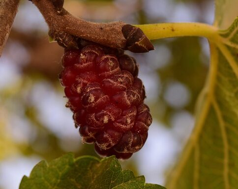 Morus rotundiloba ‘Mojo Berry’ op stam - Moerbei