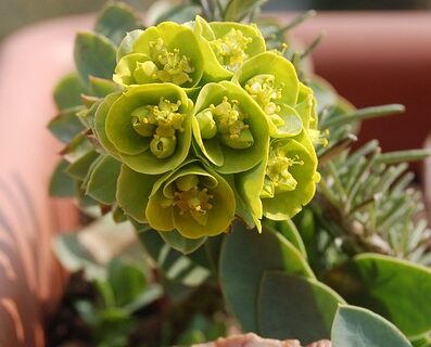 Euphorbia characias. ‘Wulfenii’ - Wolfsmelk