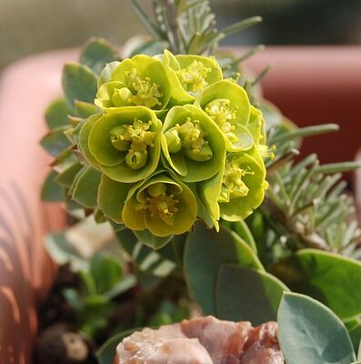 Euphorbia characias. ‘Wulfenii’ - Wolfsmelk