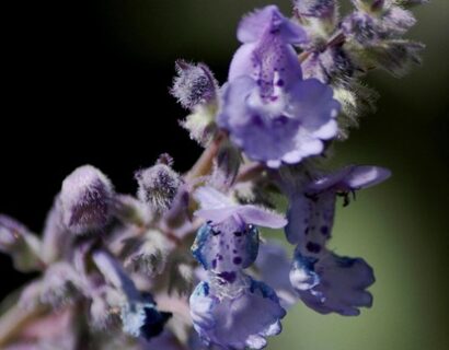 Nepeta faassenii ‘Pursian Blue’ - Kattekruid