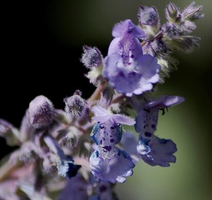 Nepeta faassenii ‘Pursian Blue’ - Kattekruid