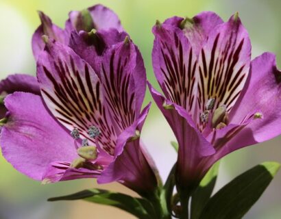 Alstroemeria ‘Inticancha Purple’ - Incalelie