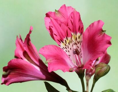 Alstroemeria ‘Summer Chic’ - Incalelie