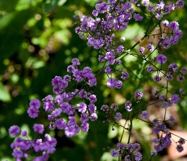 Thalictrum ‘Elin’ - Ruit